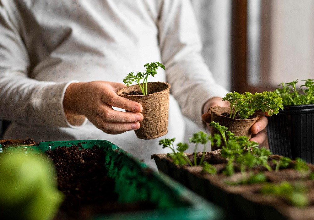tips for indoor gardening in rajasthan