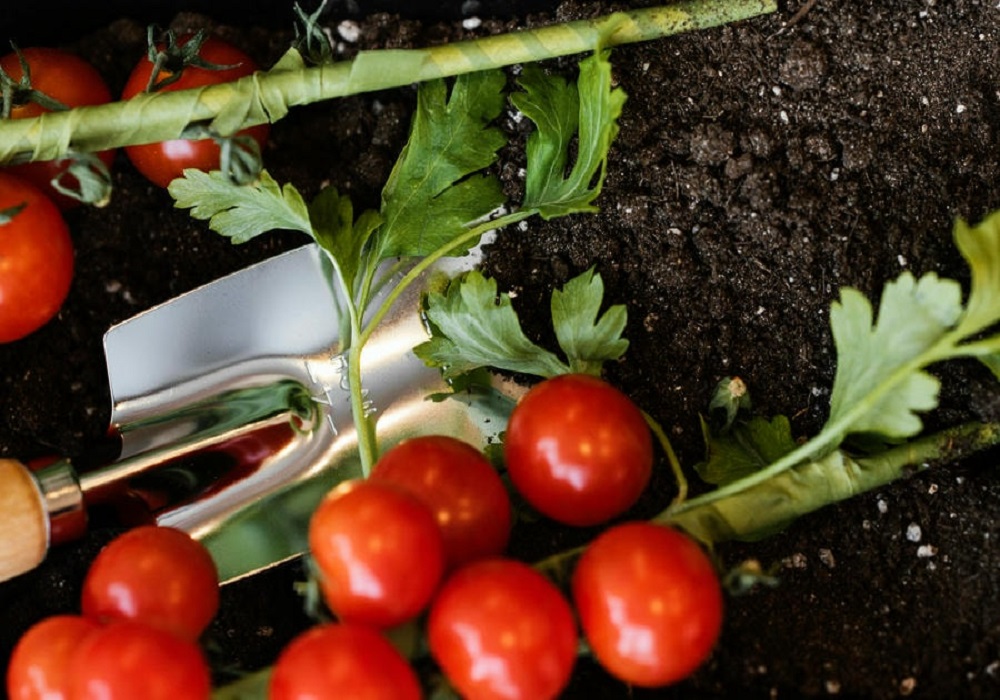 easy to grow vegetables at home in india