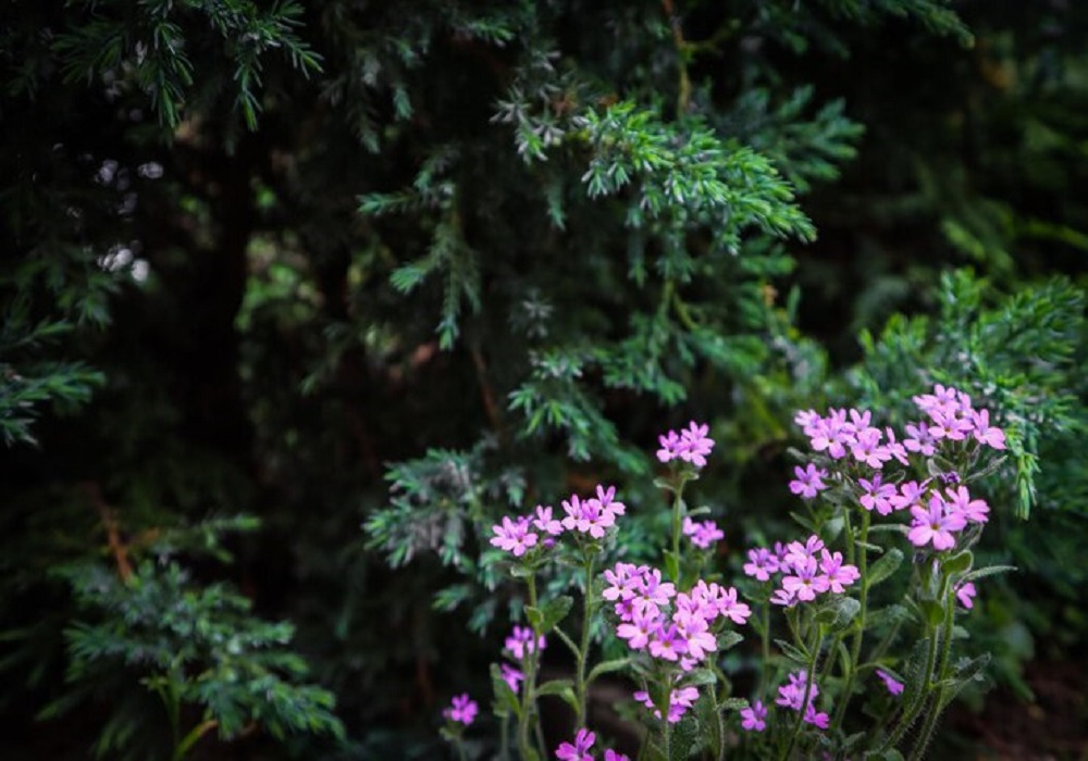 evergreen flowering plants in india