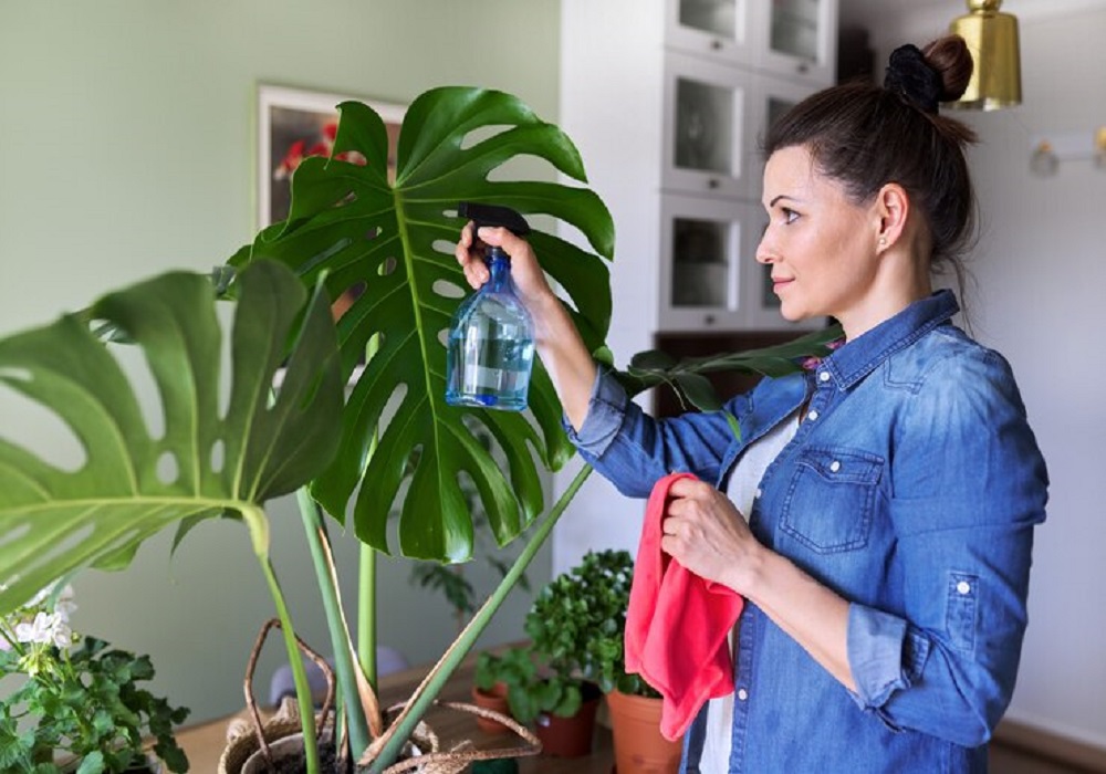 home gardening tips for beginners