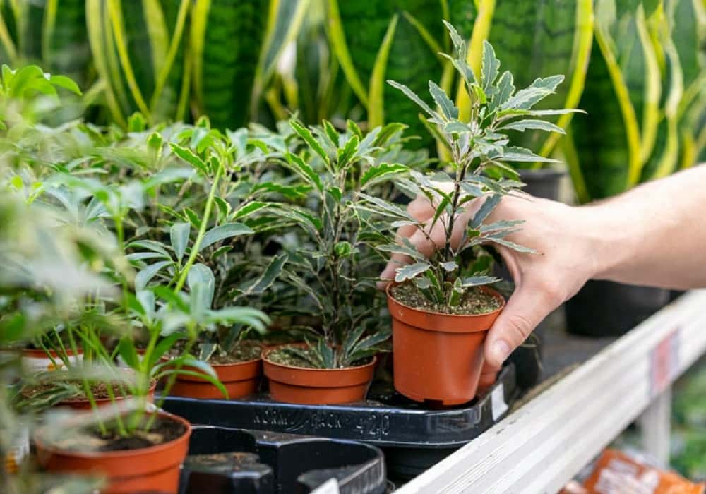 container gardening ideas for small spaces