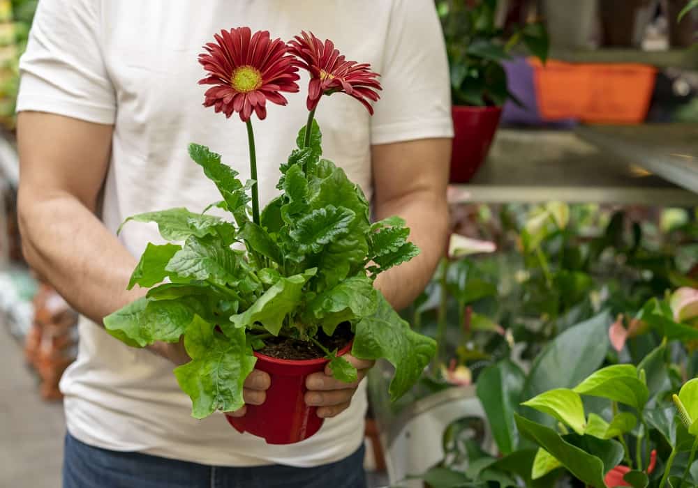 easy flowers to grow in pots in india