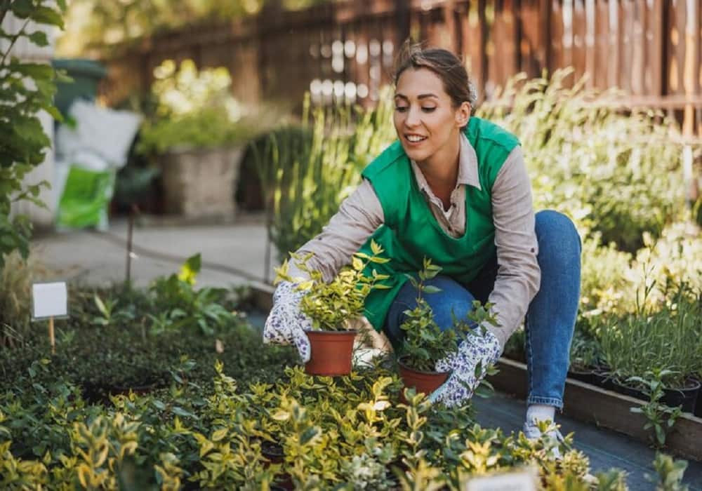 seasonal gardening tips in jaipur