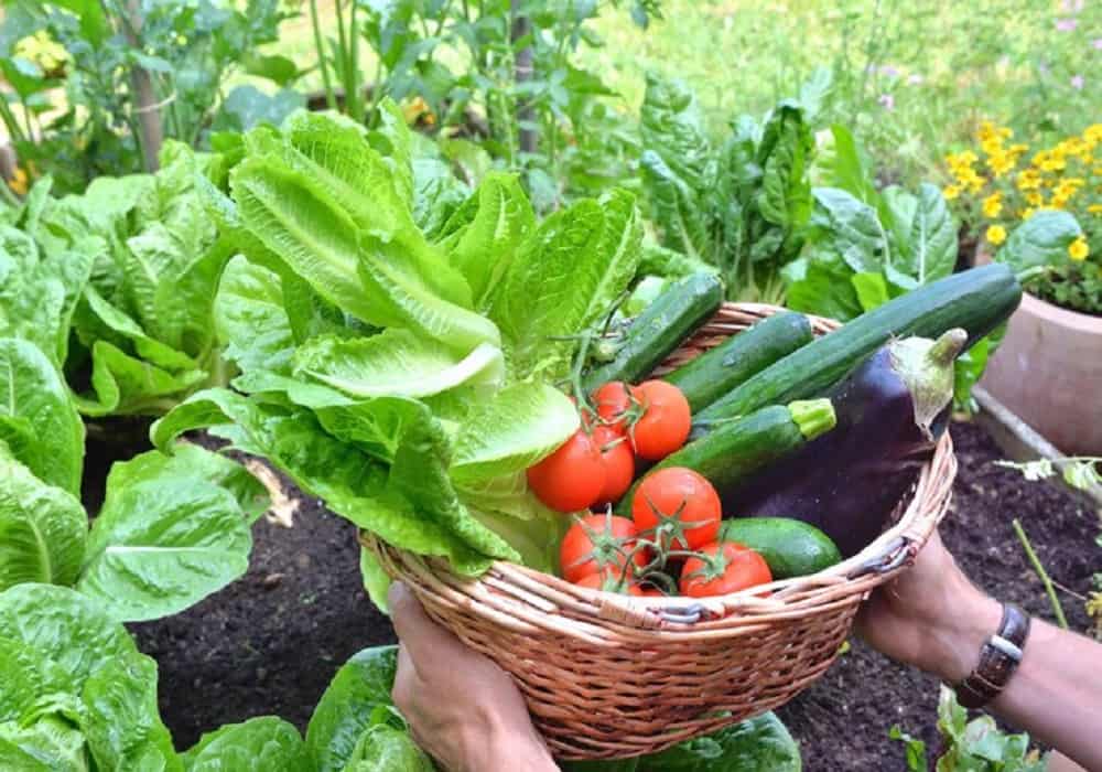 kitchen garden vegetables in india