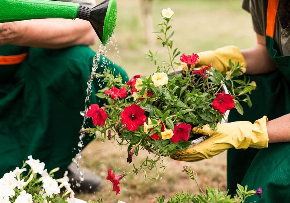 flower gardening ideas in jaipur