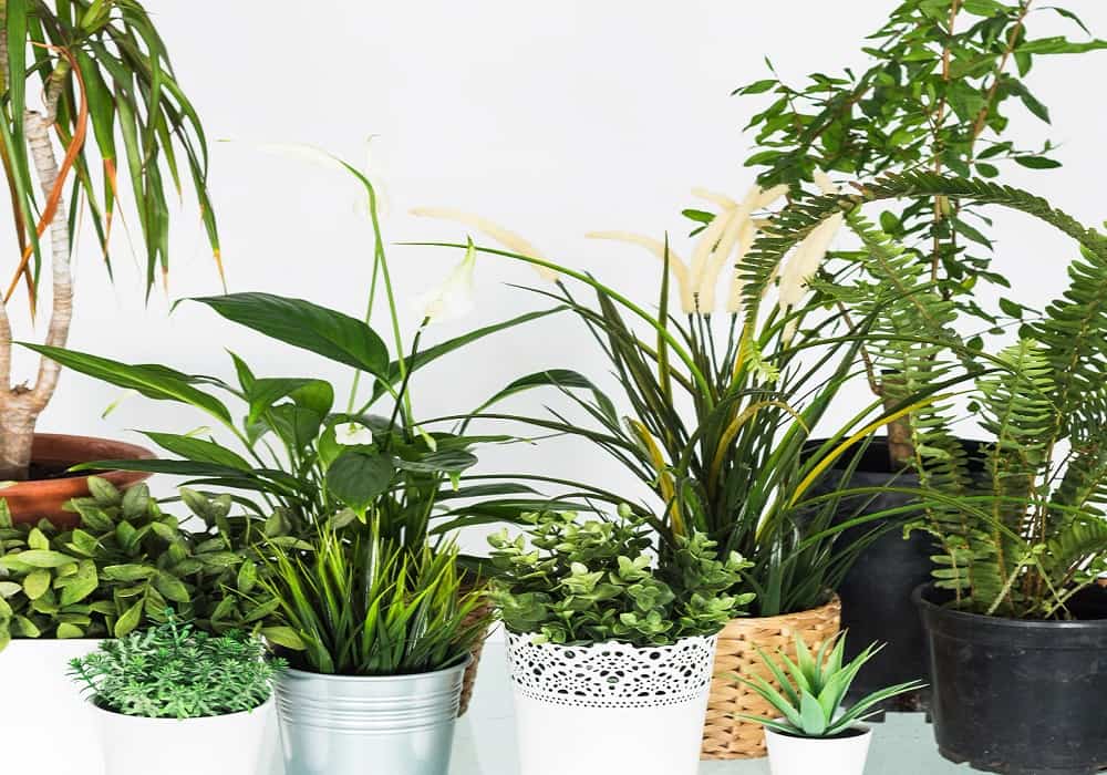 outdoor plants