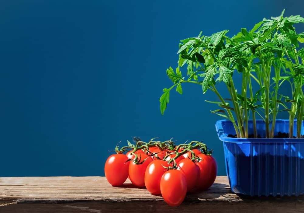 plants for kitchen garden in india