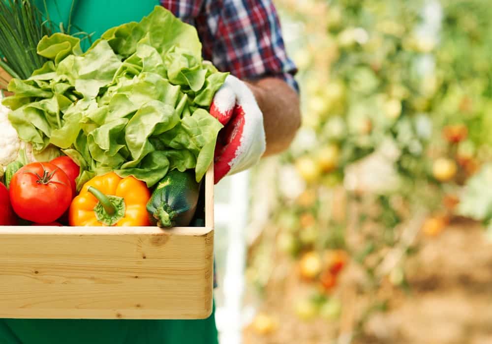 terrace vegetable garden ideas in india