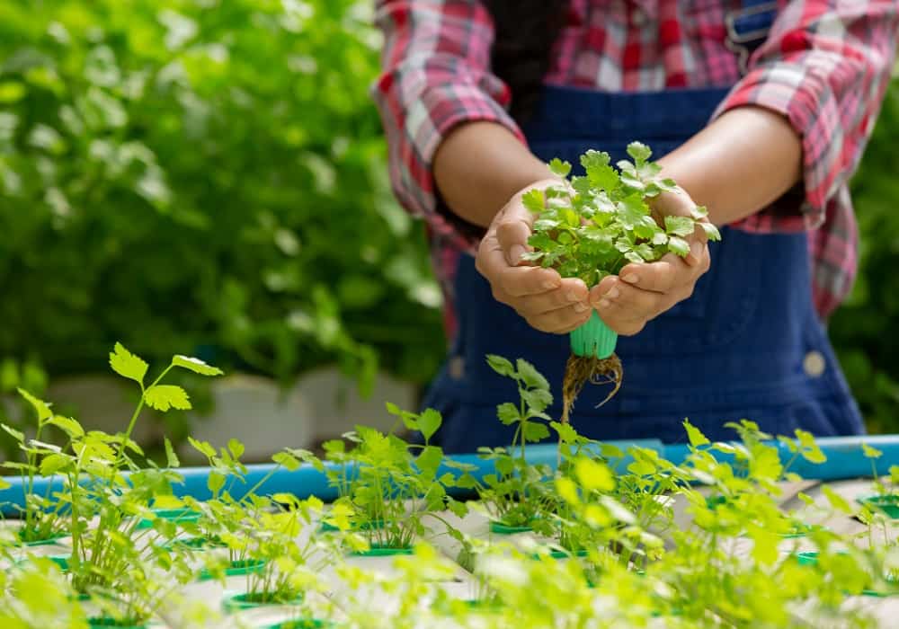 vegetable garden plants