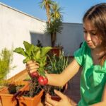 easy to grow vegetables at home india