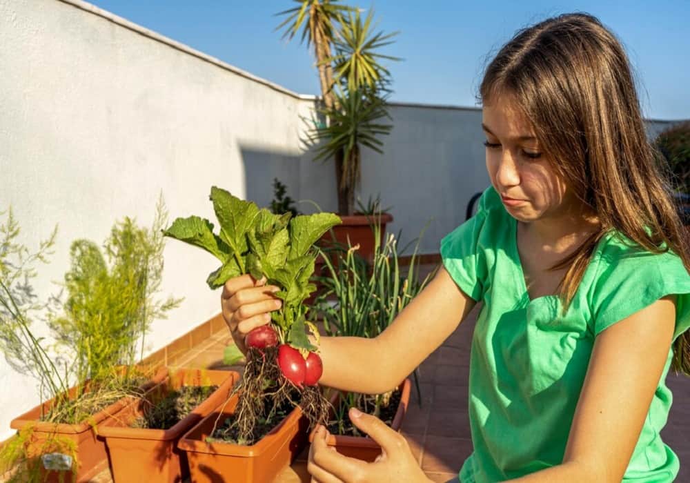 easy to grow vegetables at home india