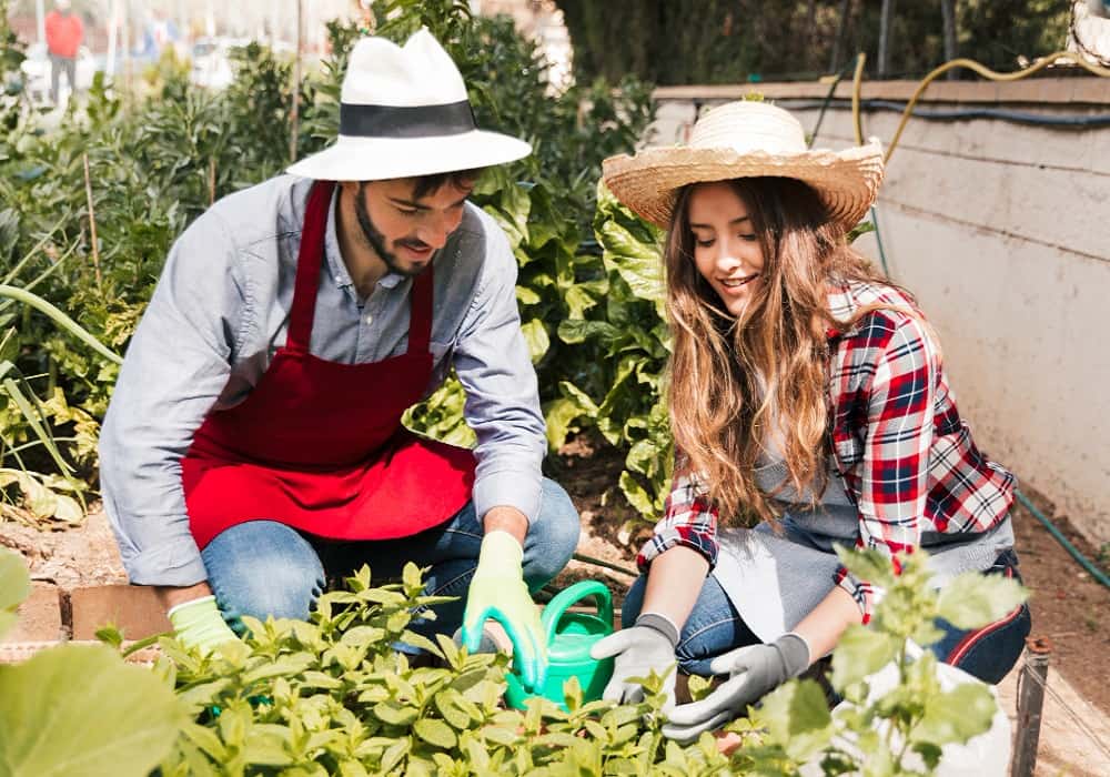 gardening for beginners india